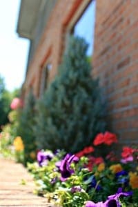 Flowers outside of Saunders DDS