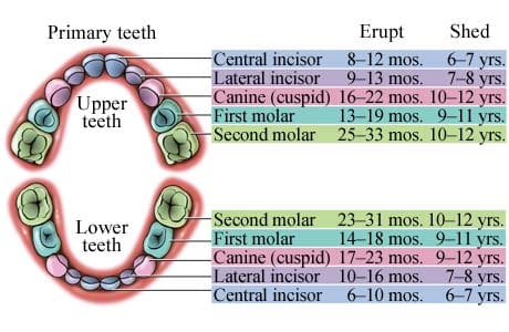 Diagram of upper and lower teeth for tooth eruption sequence